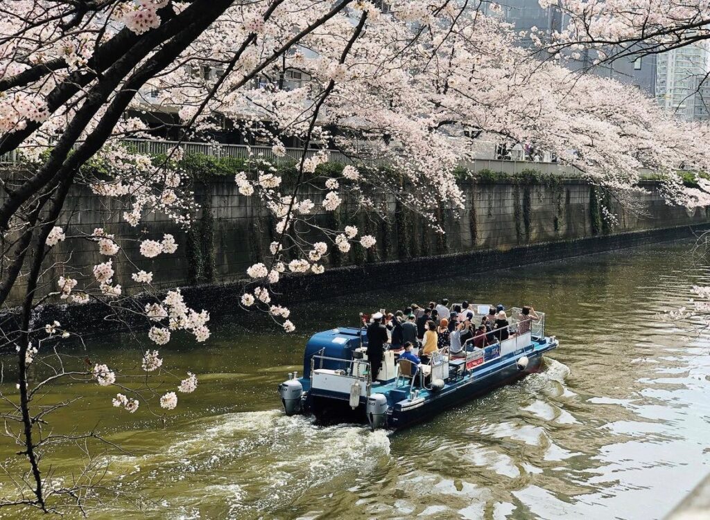 川を渡る遊覧船と桜