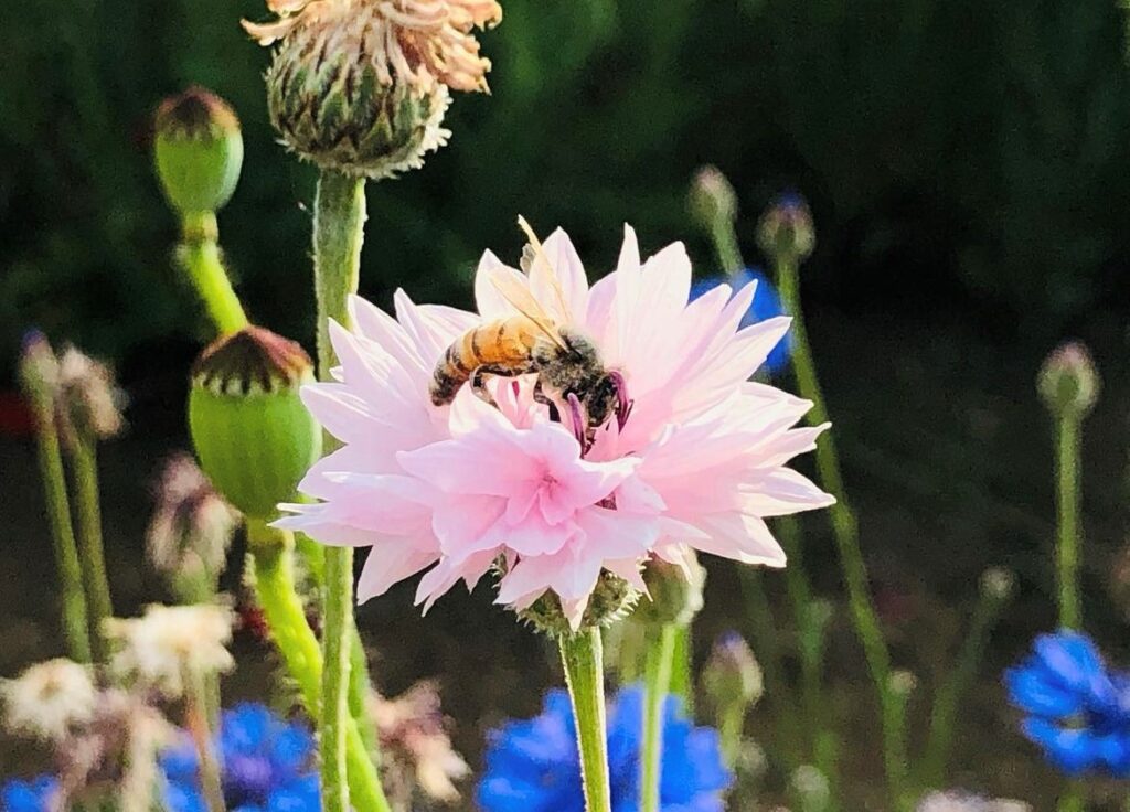花に止まるミツバチ
