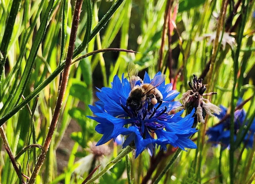青い花とミツバチ