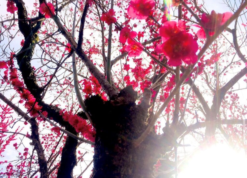 太陽に照らされている梅の木